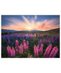 Ravensburger Nature Edition Lupines 500pc puzzle