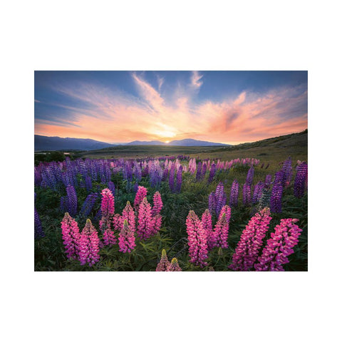 Ravensburger Nature Edition Lupines 500pc puzzle