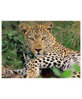 Ravensburger Lounging Leopard 100XXL piece puzzle