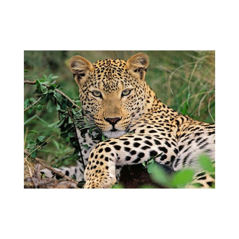 Ravensburger Lounging Leopard 100XXL piece puzzle