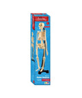 Australian Geographic Miniature Model Skeleton