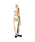 Australian Geographic Miniature Model Skeleton