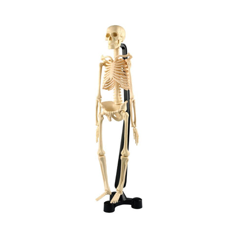 Australian Geographic Miniature Model Skeleton