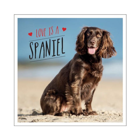 Love is a Spaniel