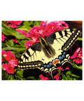 Butterfly 1