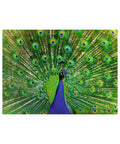 Peacock 1
