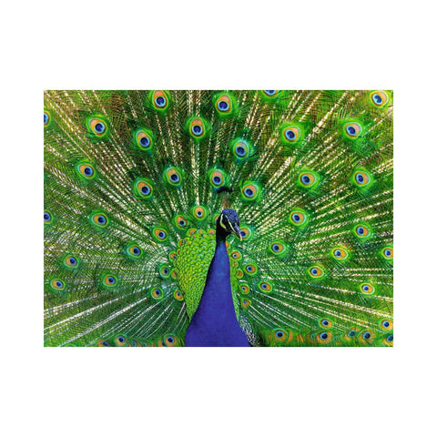 Peacock 1
