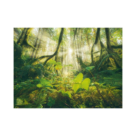 Ravensburger - 4 Seasons 4x500 piece puzzles