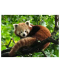 Ravensburger - Cute Red Panda 500 pieces