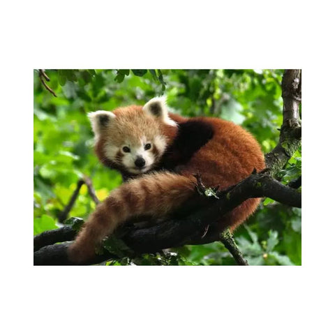 Ravensburger - Cute Red Panda 500 pieces