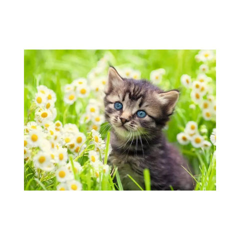 Ravensburger - Kitten in the Meadow 500 pieces