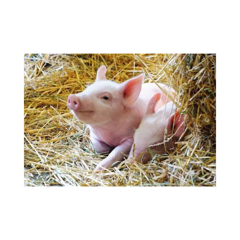 Ravensburger - Farm Animal Babies 2 x 12 pieces