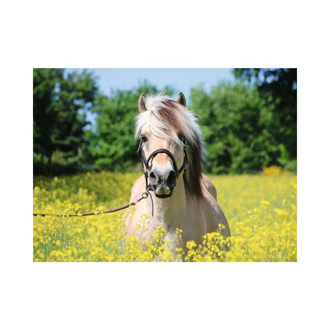 Ravensburger 500pc Puzzle White Horse